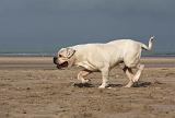BOULEDOGUE AMERICAIN 180